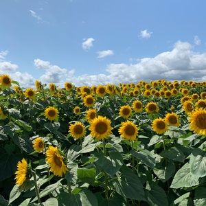 Meet your Posher, Ella